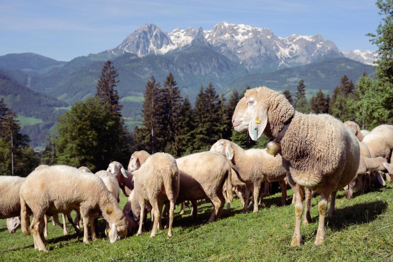 Familienbauernhof Samerhof Pfarrwerfen Exteriér fotografie